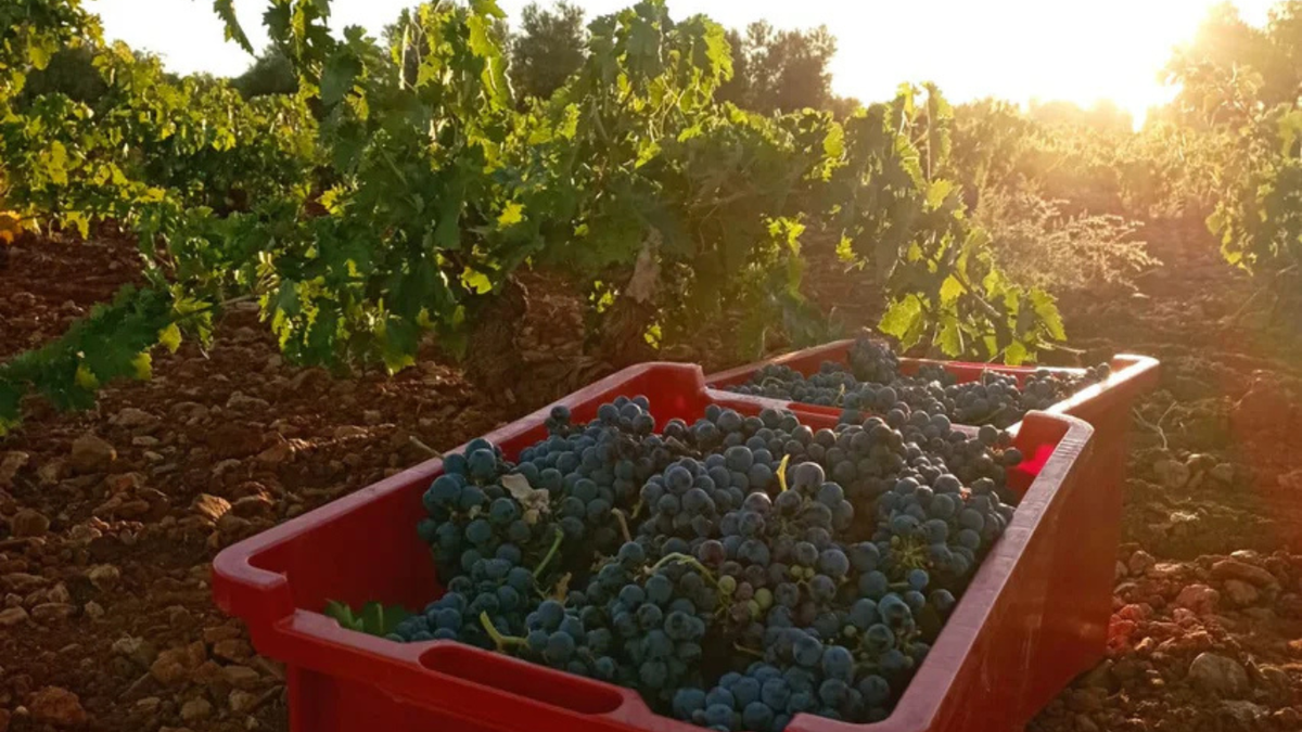 Casa de la Nava Winery