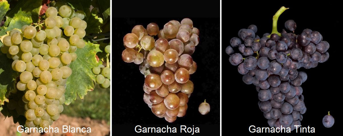 Garnacha