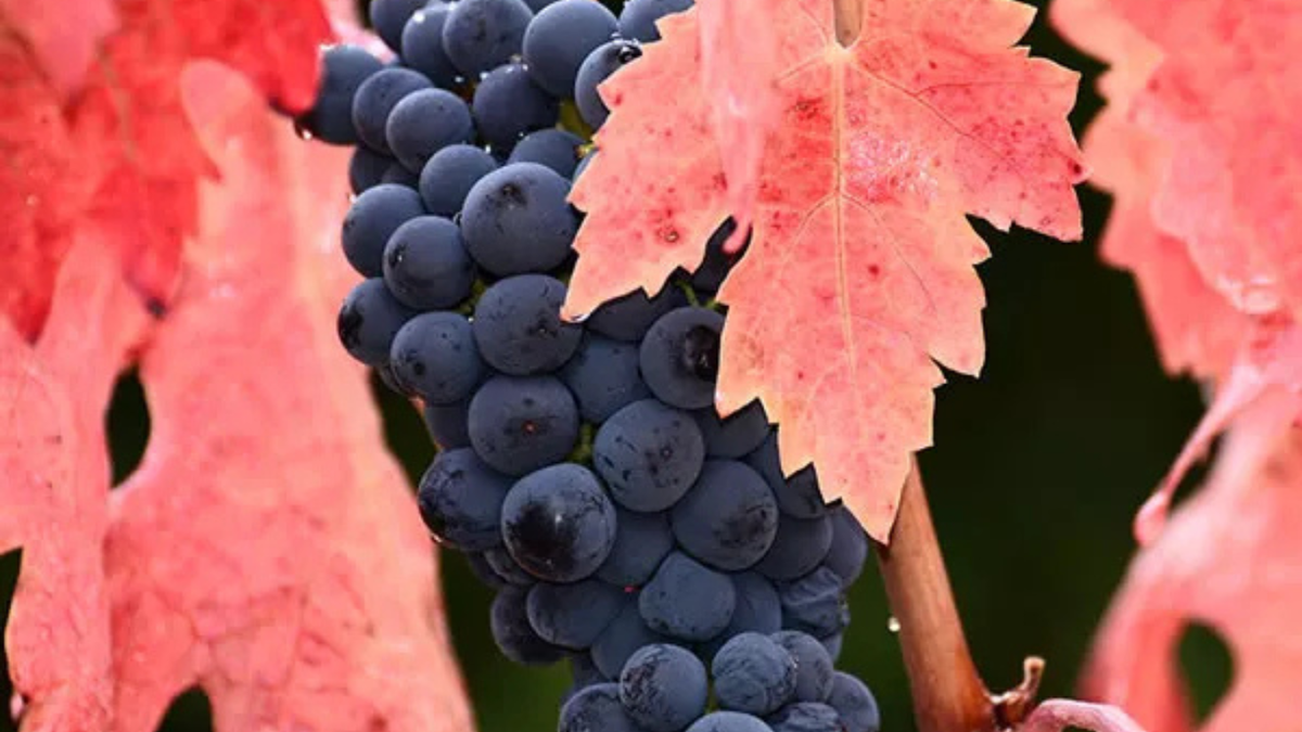 Tinta de Touro
