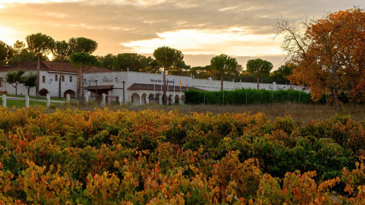 Hnos. Pérez Pascuas Wineries (Viña Pedrosa)