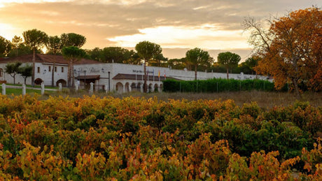 Bodegas Hnos. Pérez Pascuas (Viña Pedrosa)