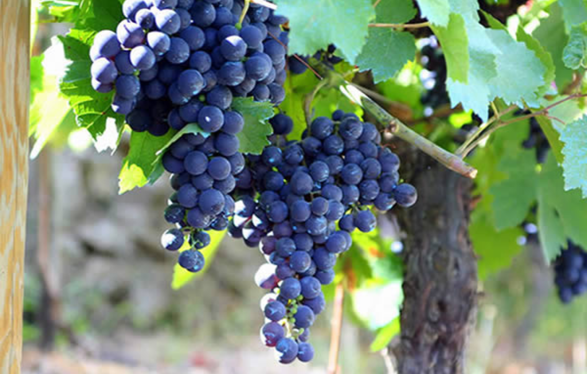 Mencia