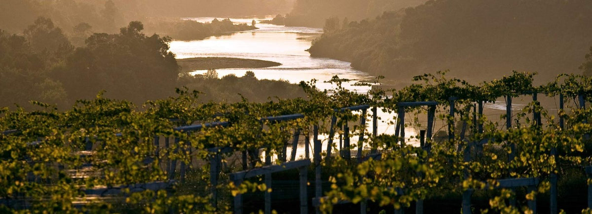 Vinícola Vina Nora